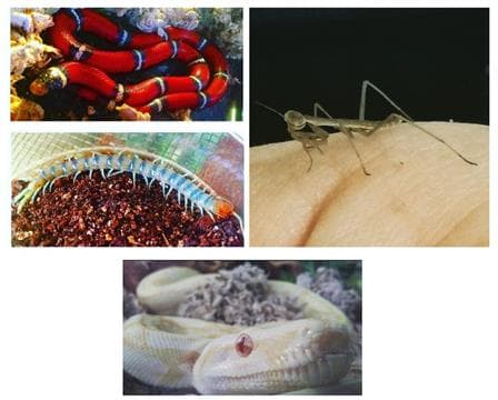 Backyard Wildlife Resource Center Avatar