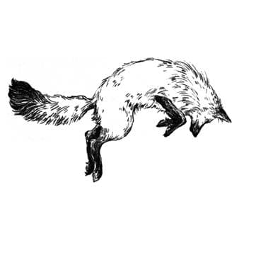 Fox In The Snow Avatar