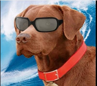 Surf Dog's Sports Grill Avatar
