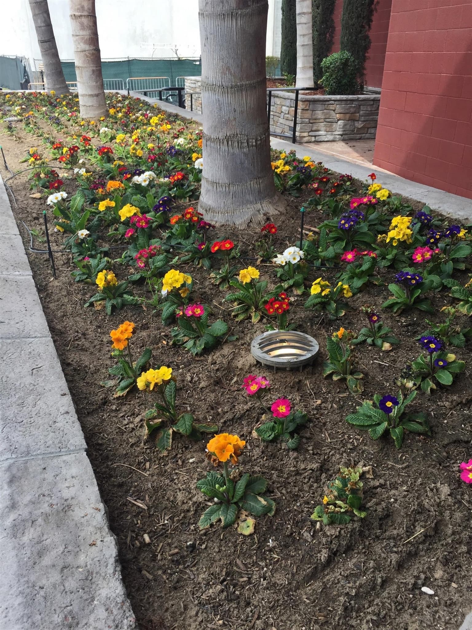 Pork Chop Hill Buffet