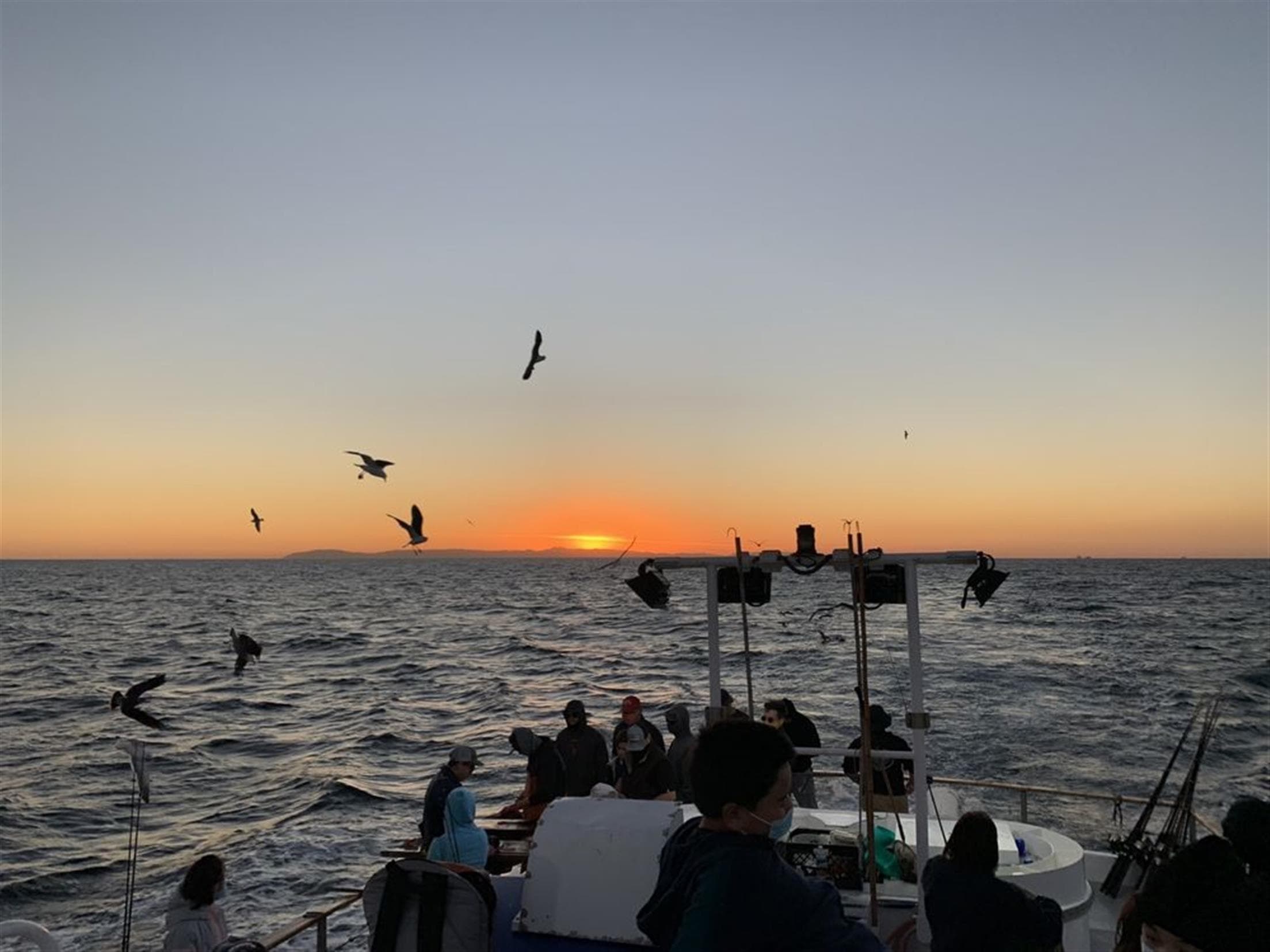 Newport Landing Whale Watching and Sportfishing