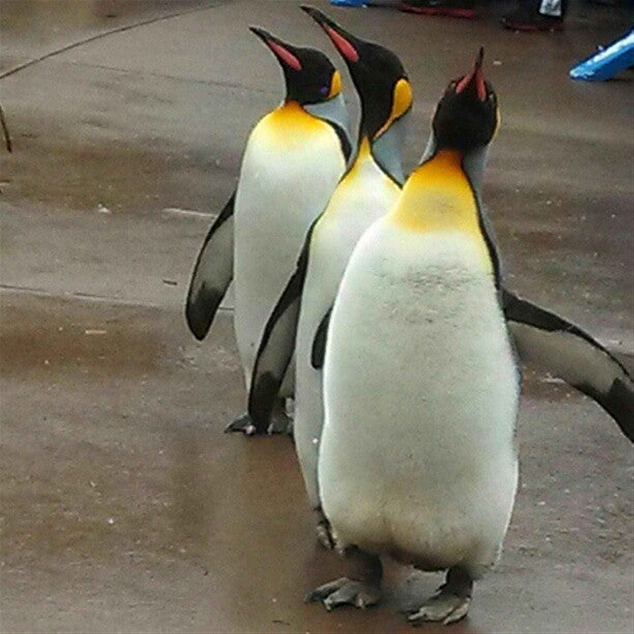 Pittsburgh Zoo & PPG Aquarium
