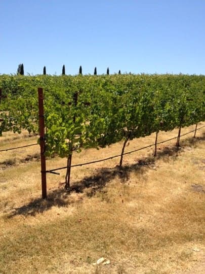 Dono Dal Cielo Winery