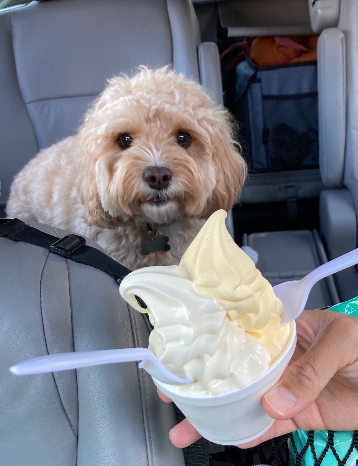 Rockie's Frozen Yogurt