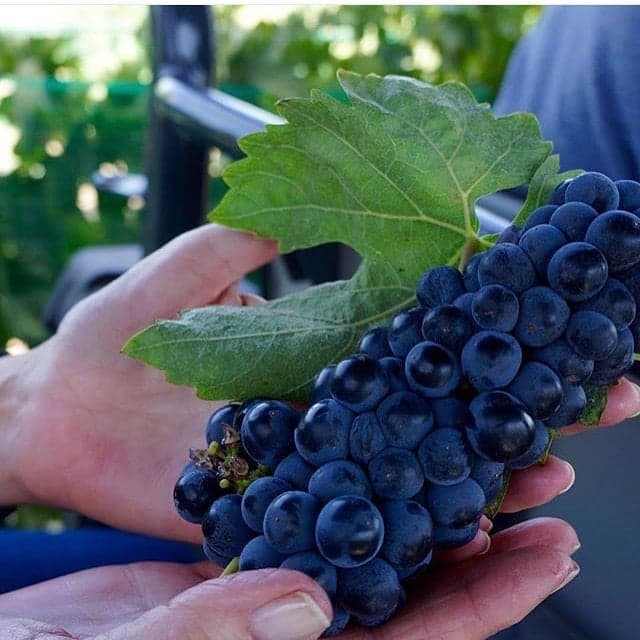 Burbank Ranch Winery & Bistro